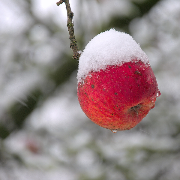 Pomme sous la neige