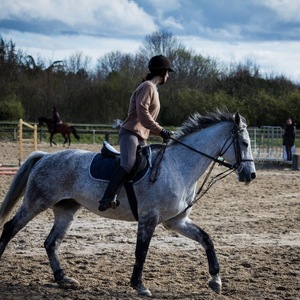 galop, sport, équitation, cheval