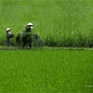 Rizière, Vert, Vietnam