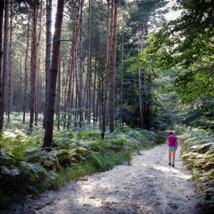 balade, Fontainebleau, forêt