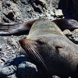Réserve de phoques de Nouvelle-Zélande
