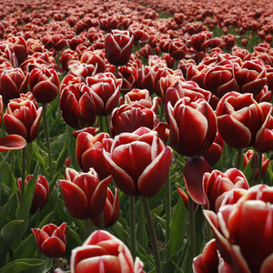 fleur, tulipe