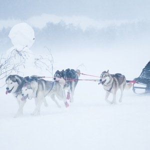 course, chien, Montagne, neige