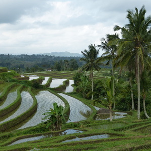 Bali 2014