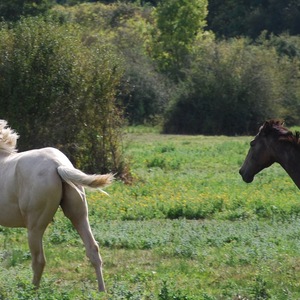 chevaux picardie