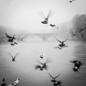 Paris, bords de Seine, Pigeon, brume