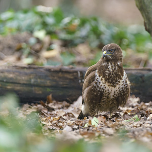Buse variable à terre