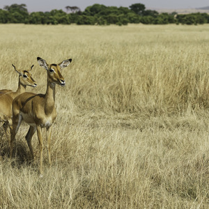 Impalas femelle - Masaï mara