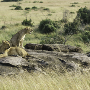 Lionceaux - Masaï mara