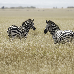 Zèbres de Grant - Masaï mara