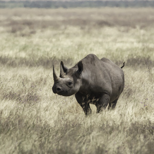Rhinocéros noir cratère du Ngorongoro