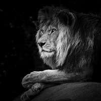 lion, parc de vincennes