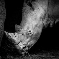 rhinoceros, zoo vincennes, lightroom
