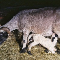 mouton au nez noir du Valais