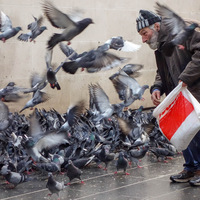 pigeons, nourrir