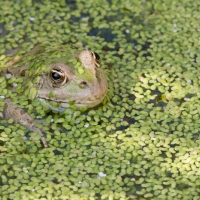 grenouille, verte, eau