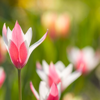 fleur, tulipe, parc floral, printemps