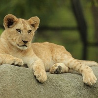 lionceau, photo animalière