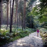balade, Fontainebleau, forêt