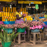 Lotus, fleurs, Sri Lanka
