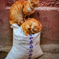 Marrakech et ....ses chats 