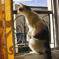 Chat debout regarde par la fenêtre 