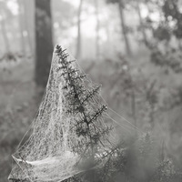 forêt, araignée
