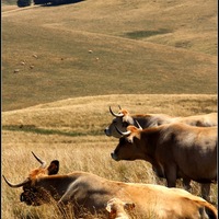 vaches, Aubrac, paysage