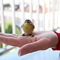 J'ai sauvé, un petit oiseau, qui s'est cogné contre la vitre de mon balcon. 