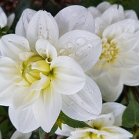 fleur blanches vincennes parc floral
