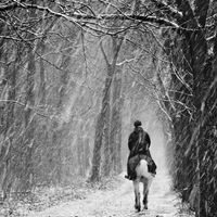 Cavaliere sous la neige