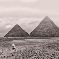 Pyramide,chien
