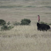 Autruche masaï mâle - Masaï mara