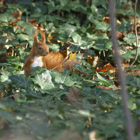 Ecureuil roux à terre